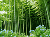 Bamboo Forest Image