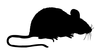 Black Mouse Image