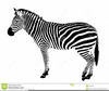 Zebra Stripes Clipart Free Image