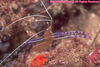 Spotted Cleaner Shrimp Image