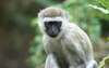 Vervet Monkeys Habitat Image
