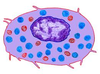 Cell Image