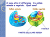 Plant An Animal Cell Clipart Image