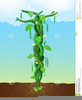 Free Clipart Jack And The Beanstalk Image