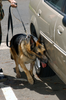 Chico, A Military Working Dog, Leads His Trainer Around A Vehicle During A Daily Training Exercise. Image