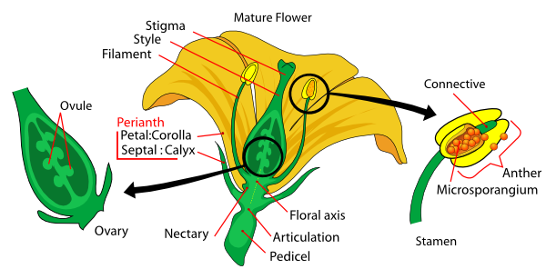 Mature Flower Diagram Clip Art at Clker.com - vector clip art online,  royalty free & public domain