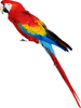 Clipart Images Of Parrots Image