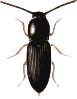 Insect Beetle Cardiophorus Clip Art