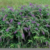Purple Haze Plant Image