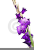 Free Clipart Gladiola Flower Image