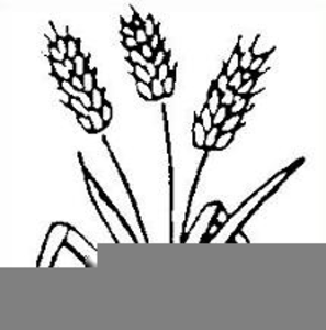wheat stalk clipart black and white