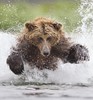 Tin Man Lee Won The Smithsonians Natures Best Photography Competition With This Shot From Alaskas Katmai National Park Of A Grizzly Bear Pouncing Through Icy Waters Image