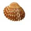 Sea Shell Close Up Isolated Image