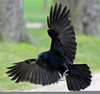 Crow Bird Flying Image