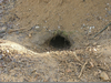 Inside Badger Hole Image