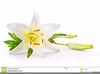 Cross With Lilies Clipart Image