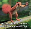 Crazy Squirrel Pics Image