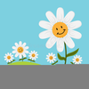 Free Clipart Daisy Flowers Image