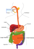 Simplified Digestive System Clip Art