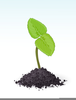 Plant Growing Clipart Image