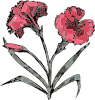 Carnation Clip Art