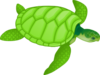 Valessiobrito Green Sea Turtle Med Image
