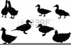 Duck Hunting Clipart Free Image
