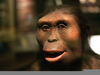 Early Hominids Lucy Image