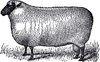 Free Primitive Sheep Clipart Image