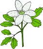 Anemone Piperi Windflower Clip Art