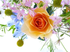 Free Flower Wallpaper For Desktop Beautiful Flowers Image
