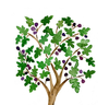 Fig Tree Drawing Image