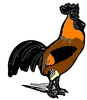 Hsain Cemani Rooster Image