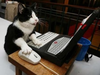 Cat Typing Image