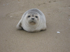 Seal Pup Cute Marine Mammal W H Image