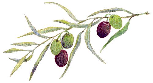 Olive Branch Graphic | Free Images at Clker.com - vector clip art online,  royalty free & public domain