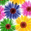 Free Daisy Flower Clipart Image