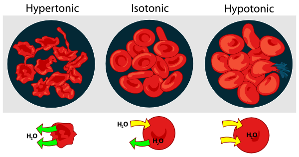 Osmotic Pressure On Blood Cells Diagram Clip Art at Clker.com - vector clip  art online, royalty free & public domain