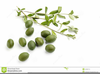 Olive Branch Clipart Image