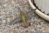 Hummingbird Wingspan Image