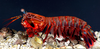 Mantis Shrimp Clipart Image