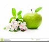 Green Apple Clipart Free Image