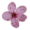 Plum Blossom Image