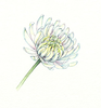 Aster Flower Sketch Image