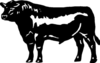 Angus Steer Clipart Image