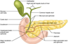 Accessory Pancreatic Duct Image