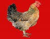 Farm Chicken Image