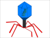 Phage Clip Art