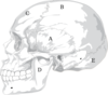 Tagged Skull Clip Art