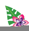 Hawaiian Flower Clipart Image